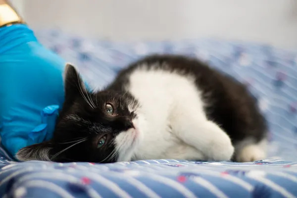 Znaleziono kota, Sosnowiec, 28 maja 2024 (1/2)