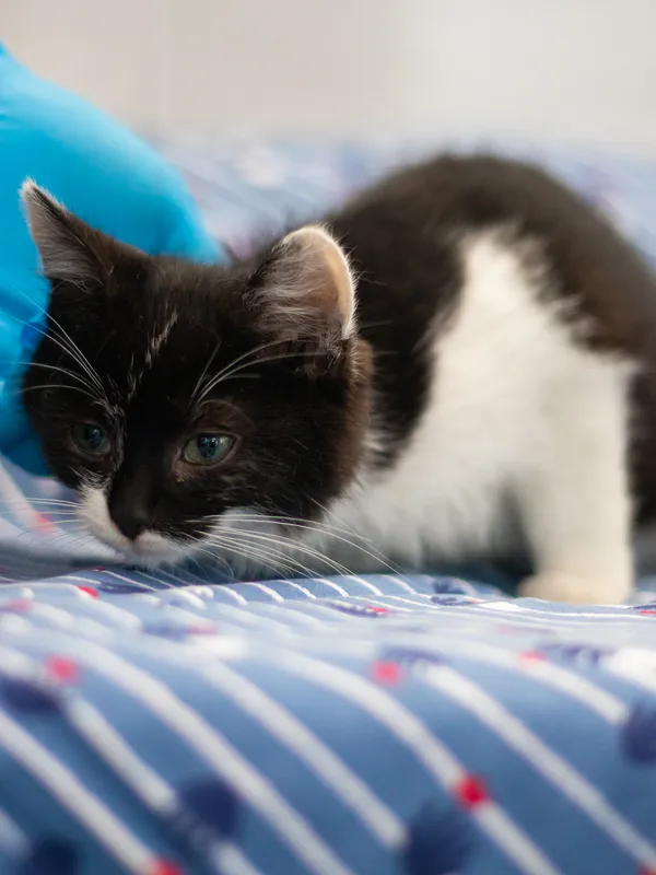 Znaleziono kota, Sosnowiec, 28 maja 2024 (2/2)