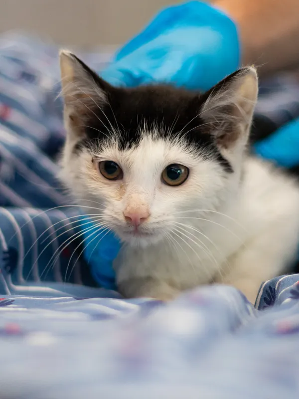 Znaleziono kota, Sosnowiec, 28 maja 2024