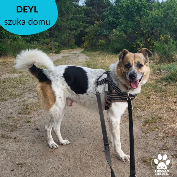 Pies do adopcji, Dąbrówka, 22 czerwca 2023 (3/4)
