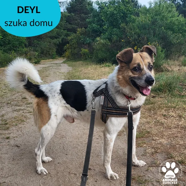 Pies do adopcji, Dąbrówka, 22 czerwca 2023 (4/4)