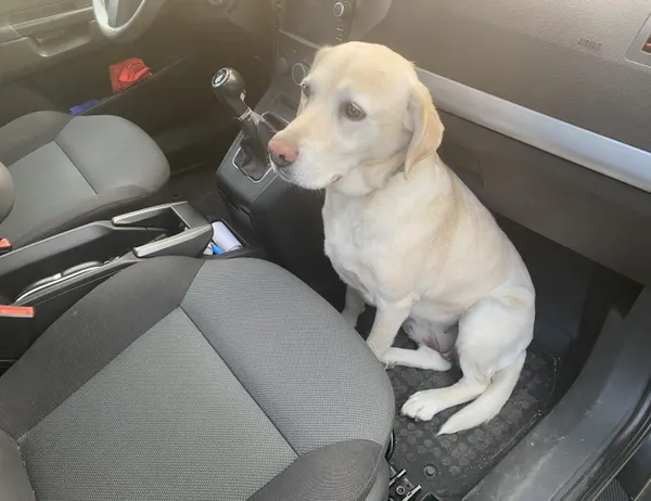 Znaleziono psa, Świdnica, 2 czerwca 2024