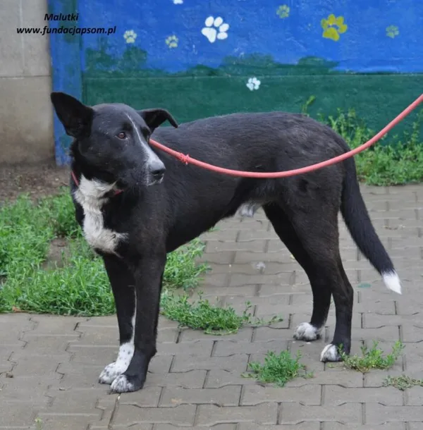 Pies do adopcji, Nowy Dwór Mazowiecki, 3 czerwca 2024 (2/5)