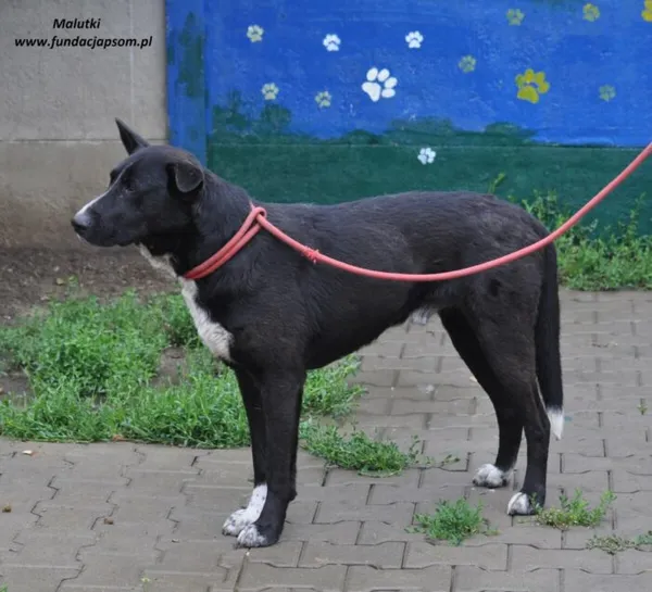 Pies do adopcji, Nowy Dwór Mazowiecki, 3 czerwca 2024 (3/5)
