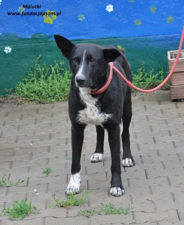Pies do adopcji, Nowy Dwór Mazowiecki, 3 czerwca 2024 (4/5)