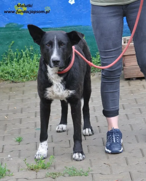 Pies do adopcji, Nowy Dwór Mazowiecki, 3 czerwca 2024 (5/5)