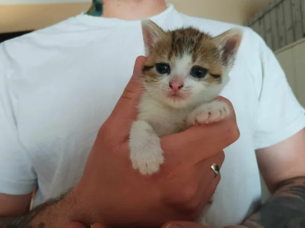 Znaleziono kota, Sosnowiec, 2 czerwca 2024