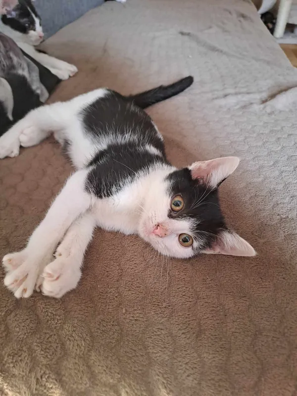 Znaleziono kota, Sosnowiec, 2 czerwca 2024 (2/5)