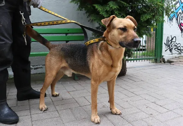 Znaleziono psa, Łódź, 2 czerwca 2024 (1/3)