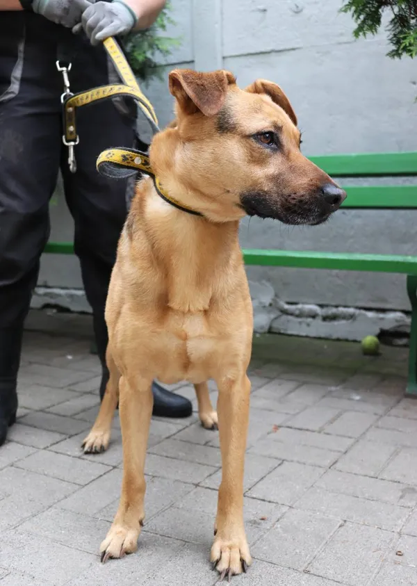 Znaleziono psa, Łódź, 2 czerwca 2024 (2/3)