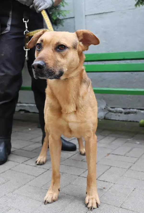 Znaleziono psa, Łódź, 2 czerwca 2024 (3/3)