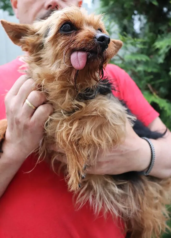 Znaleziono psa, Łódź, 31 maja 2024 (1/3)