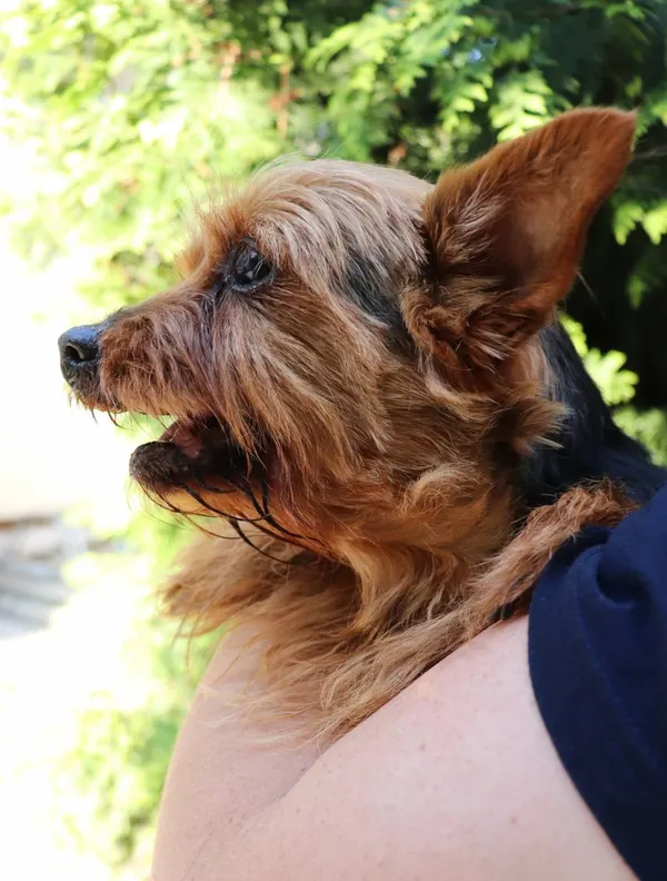 Znaleziono psa, Łódź, 31 maja 2024 (2/3)