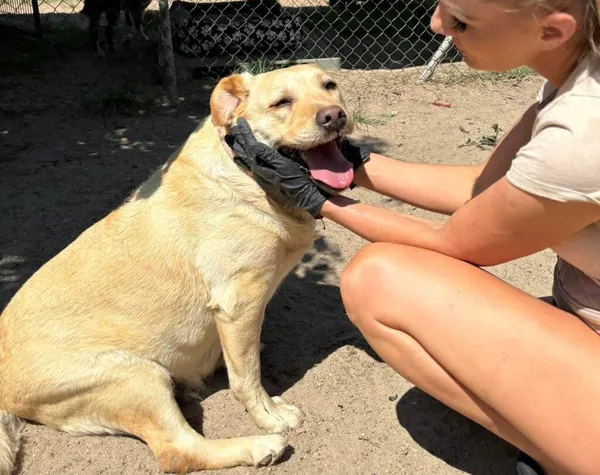 Pies do adopcji, Przyborówko, 17 czerwca 2024 (2/4)