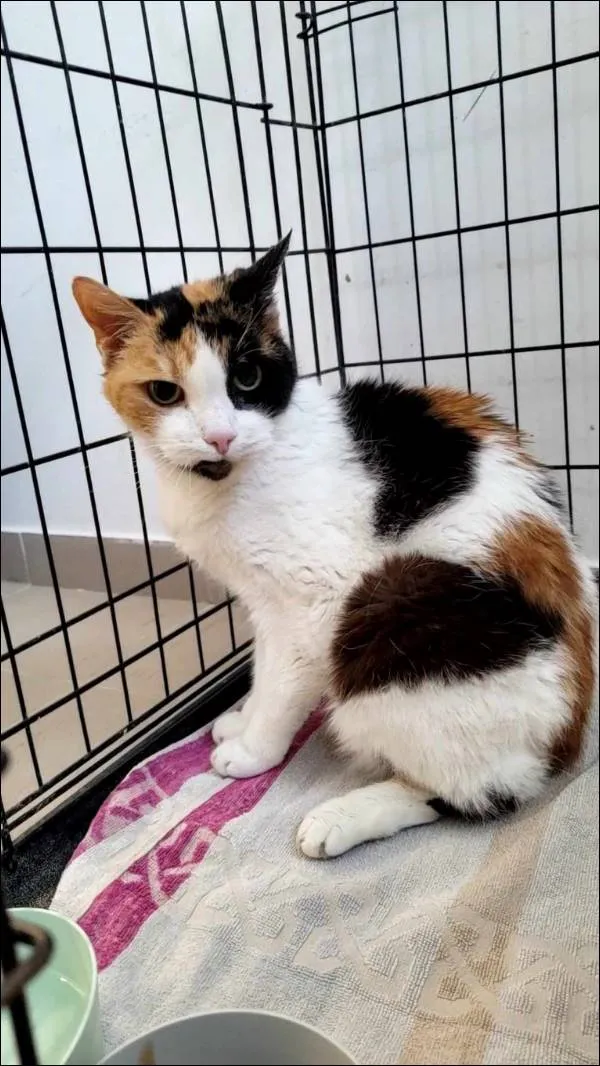 Znaleziono kota, Grudziądz, 3 czerwca 2024