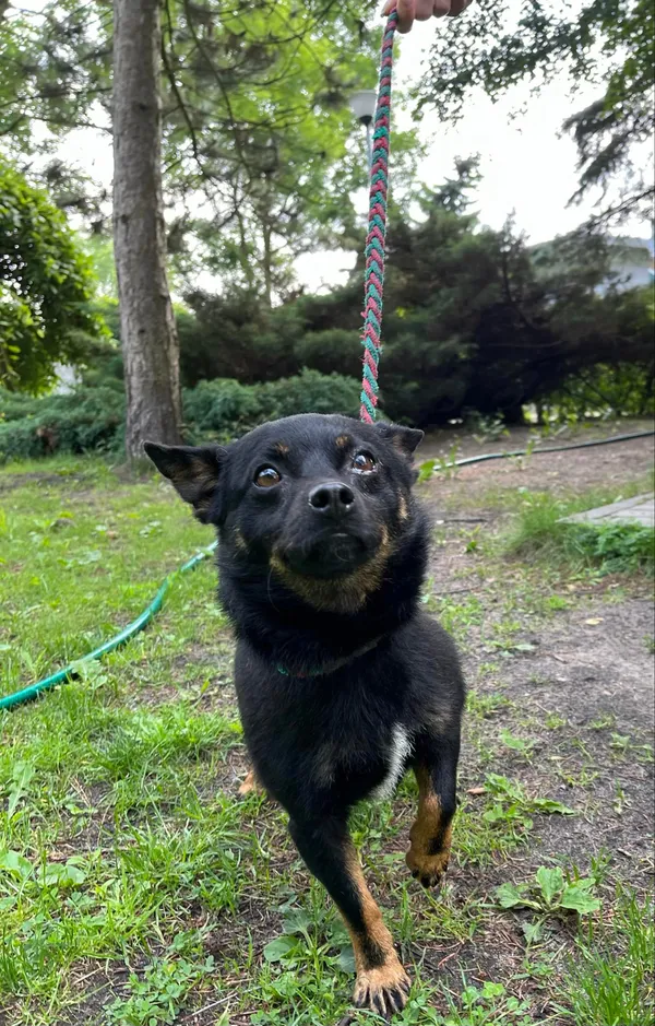 Pies do adopcji, Włocławek, 31 maja 2024 (1/3)