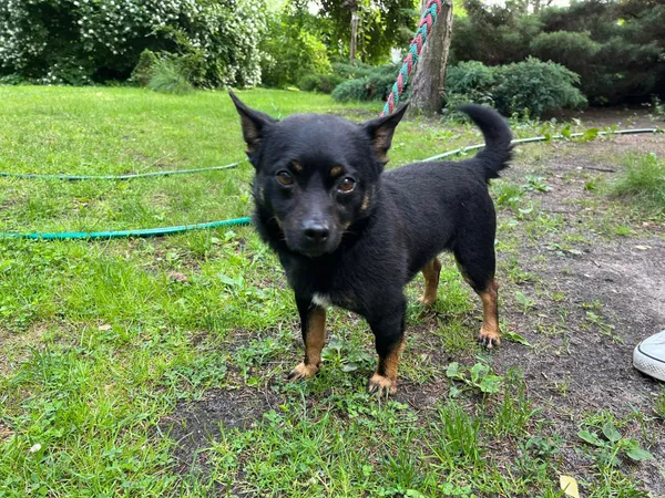 Pies do adopcji, Włocławek, 31 maja 2024 (2/3)