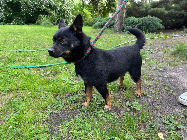 Pies do adopcji, Włocławek, 31 maja 2024 (3/3)