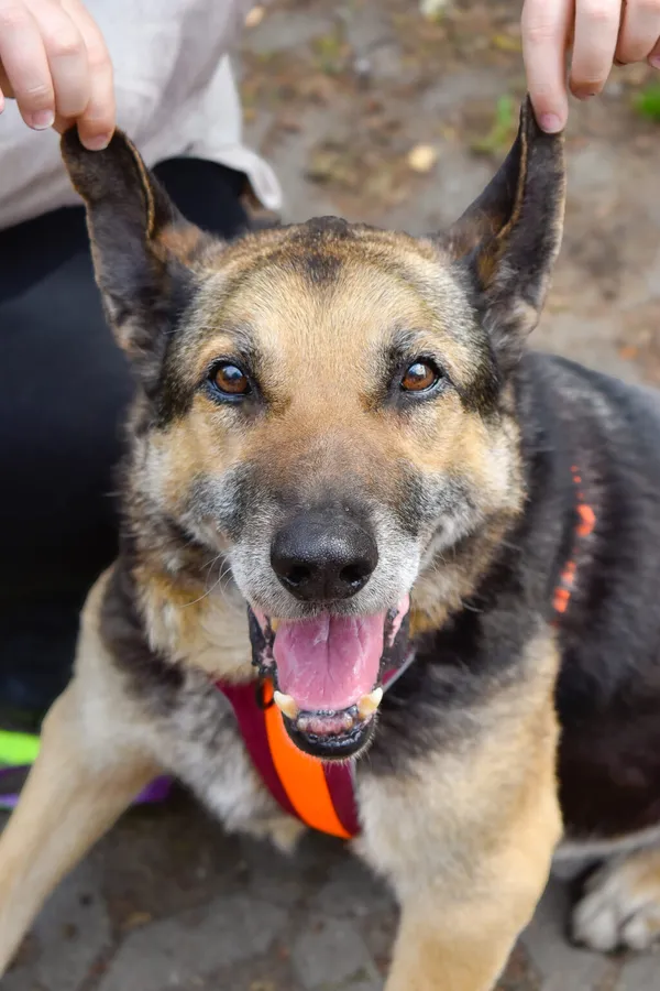 Pies do adopcji, Radom, 3 czerwca 2024 (1/5)