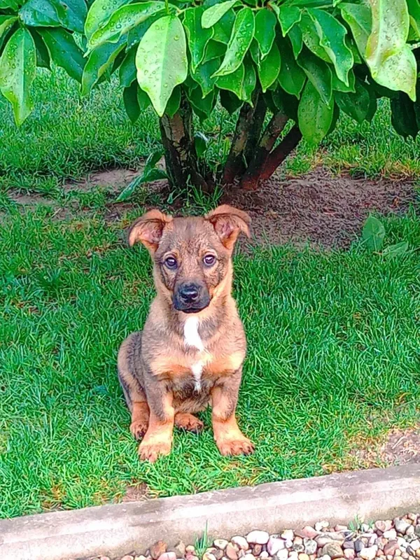 Pies do adopcji, Radom, 3 czerwca 2024 (1/5)