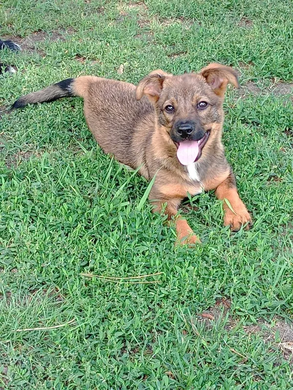 Pies do adopcji, Radom, 3 czerwca 2024 (2/5)