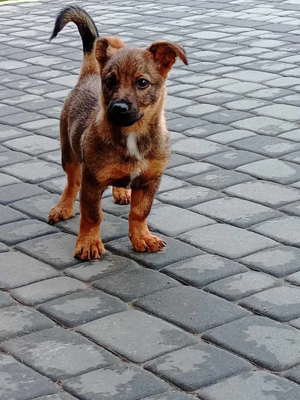 Pies do adopcji, Radom, 3 czerwca 2024 (3/5)