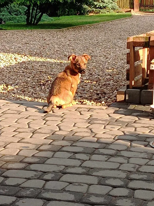 Pies do adopcji, Radom, 3 czerwca 2024 (4/5)