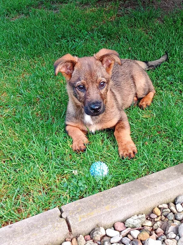 Pies do adopcji, Radom, 3 czerwca 2024 (5/5)