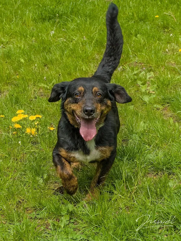 Pies do adopcji, Sopot, 3 czerwca 2024 (2/5)