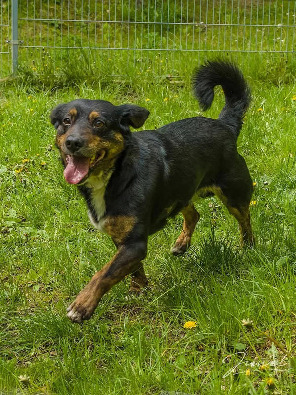 Pies do adopcji, Sopot, 3 czerwca 2024 (5/5)