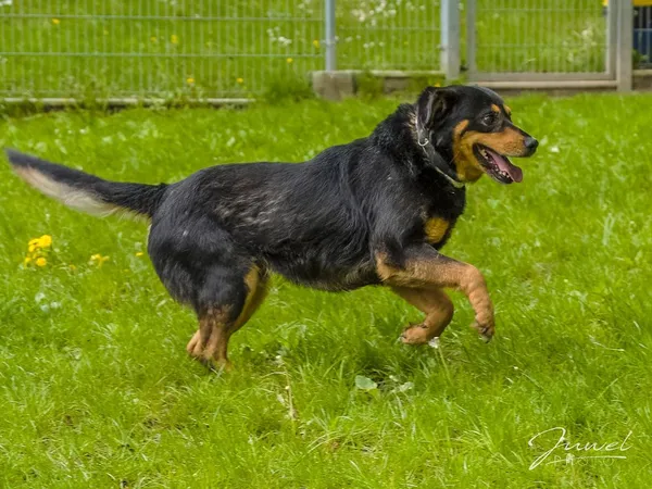 Pies do adopcji, Sopot, 3 czerwca 2024 (2/5)