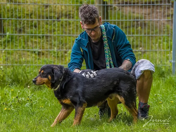 Pies do adopcji, Sopot, 3 czerwca 2024 (5/5)