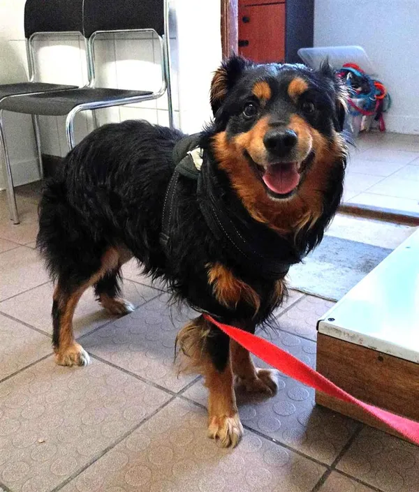 Pies do adopcji, Bytom, 3 czerwca 2024 (1/2)