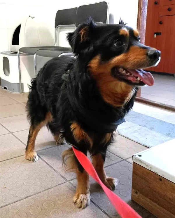 Pies do adopcji, Bytom, 3 czerwca 2024 (2/2)