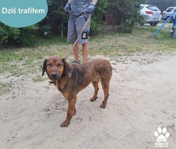 Znaleziono psa, Dąbrówka, 3 czerwca 2024 (1/2)
