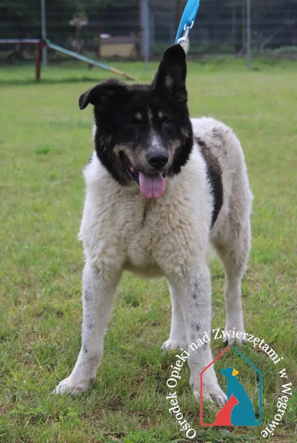 Pies do adopcji, Węgrowo, 3 czerwca 2024