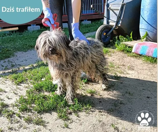 Znaleziono psa, Dąbrówka, 1 czerwca 2024 (1/2)