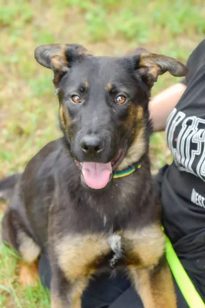 Pies do adopcji, Radom, 23 maja 2024