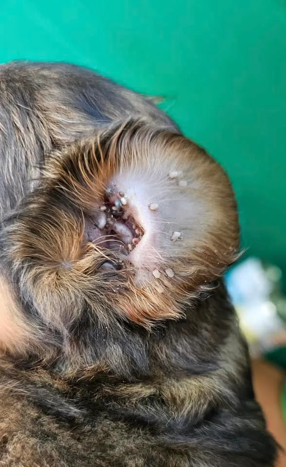 Pies do adopcji, Przyborówko, 3 czerwca 2024 (2/5)