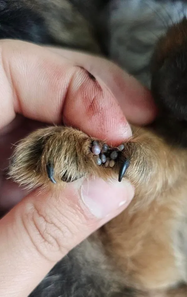 Pies do adopcji, Przyborówko, 3 czerwca 2024 (3/5)