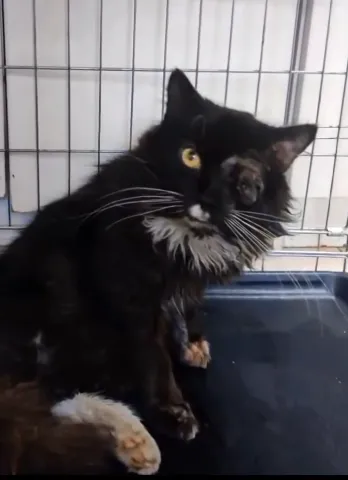 Kot do adopcji, Radom, 3 czerwca 2024