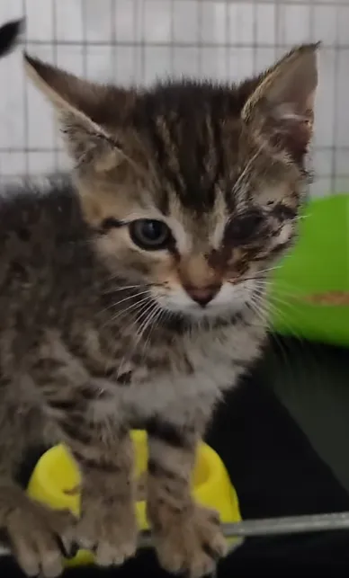 Kot do adopcji, Radom, 3 czerwca 2024