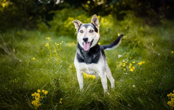Oddam psa, Łódź, Dolina Łódki, 4 czerwca 2024 (1/5)