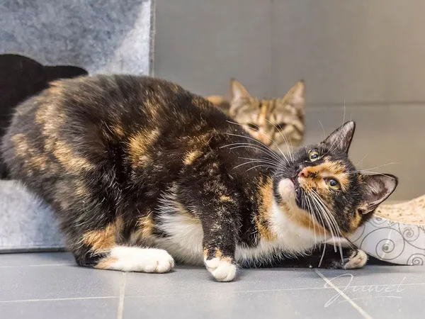 Kot do adopcji, Sopot, 3 czerwca 2024 (1/5)