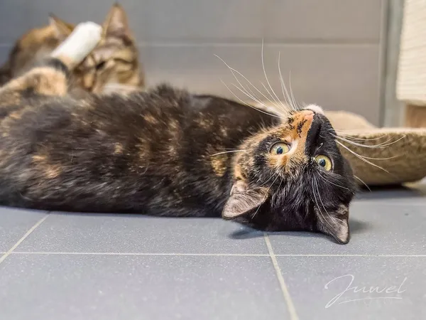 Kot do adopcji, Sopot, 3 czerwca 2024 (2/5)