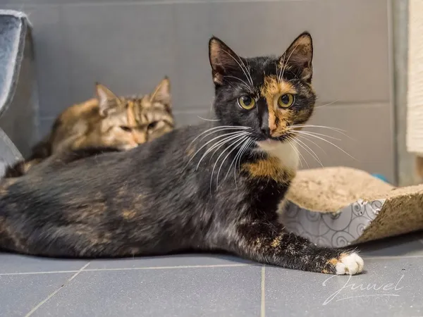 Kot do adopcji, Sopot, 3 czerwca 2024 (4/5)