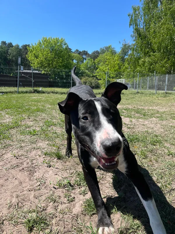 Pies do adopcji, Włocławek, 10 kwietnia 2024 (4/5)