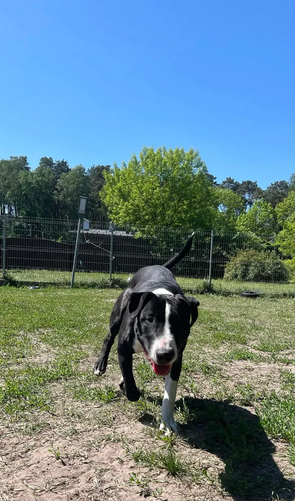 Pies do adopcji, Włocławek, 10 kwietnia 2024 (5/5)