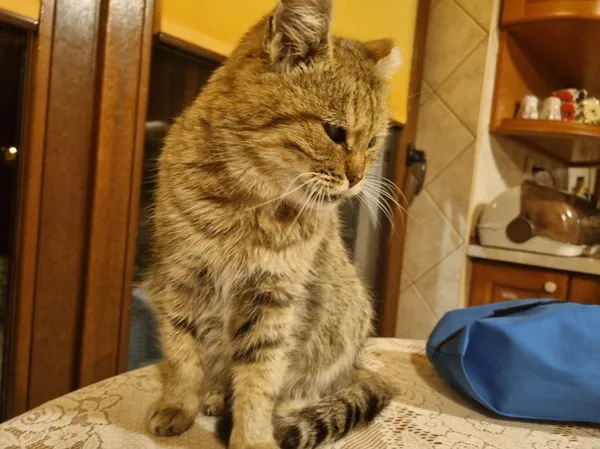 Zaginął kot, Zamość, Osiedle Jana Zamoyskiego, 4 czerwca 2024 (3/4)