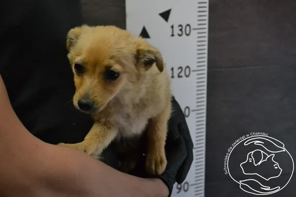 Pies do adopcji, Chełmek, 18 maja 2024